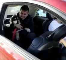 फिएट अर्जेंटीना में कुत्तों को गोद लेने के लिए प्रोत्साहित करता है