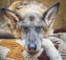 ऑस्टियोआर्थराइटिस वाले कुत्तों के लिए फिजियोथेरेपी