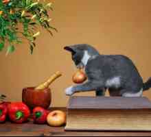 बिल्लियों के लिए फल और सब्जियां मनाई गईं