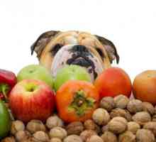 कुत्तों के लिए फल और सब्जियां मनाई गईं