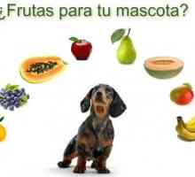फल और सब्जियां जो आपका कुत्ता खा सकता है