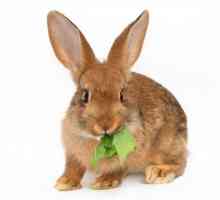 खरगोशों के लिए फल और सब्जियों की सिफारिश की जाती है