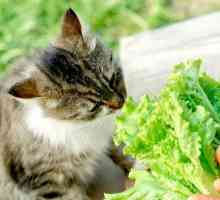 फल और सब्जियां बिल्लियों के लिए अनुशंसित