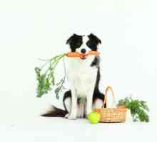 कुत्तों के लिए अनुशंसित फल और सब्जियां