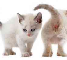 बिल्लियों में पेरियानल फिस्टुला - उपचार और देखभाल