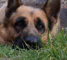 कुत्तों में पेरिआनल फिस्टुलस - लक्षण और उपचार