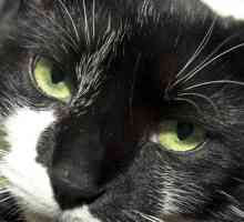 बिल्लियों: आंखों की बीमारियां
