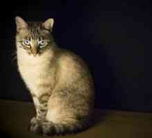 बिल्लियों में Giardiasis - लक्षण और उपचार