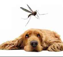मच्छर काटने से मुझे अपने पालतू जानवरों को कितनी देर तक बचाया जाना चाहिए?