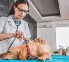 कुत्तों में घाव - प्राथमिक चिकित्सा