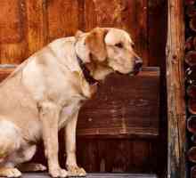 कुत्तों में हर्नियेटेड डिस्क - लक्षण, उपचार और वसूली