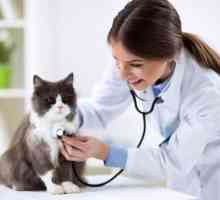 बिल्लियों में दिल की विफलता - कारण, लक्षण और उपचार