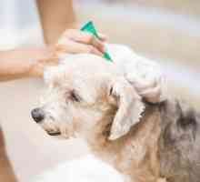 कुत्तों में पिपेटिंग - लक्षण और उपचार