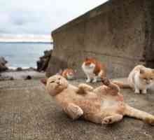 जापान में बिल्ली द्वीप, दुनिया में पर्यटक आकर्षण - वीडियो