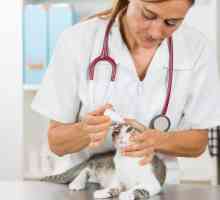 बिल्लियों में कोंजक्टिवेटाइटिस - कारण और लक्षण