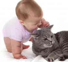 बिल्ली और बच्चे के बीच सह-अस्तित्व - साथ मिलकर युक्तियाँ