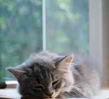 बिल्लियों में दस्त - कारण, उपचार और घरेलू उपचार