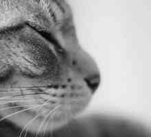 बिल्लियों में Euthanasia