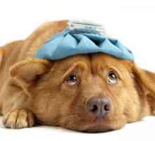 कुत्तों में बुखार - कारण, लक्षण और उपचार