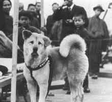 हचिको, वफादार कुत्ते का इतिहास