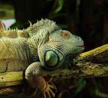 एक पालतू जानवर के रूप में iguana