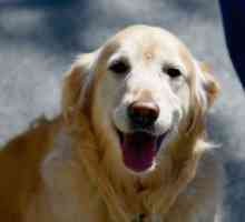 मेट्रोपॉलिटन इरादा ने अभियान "कुत्ते से सावधान" अभियान शुरू किया