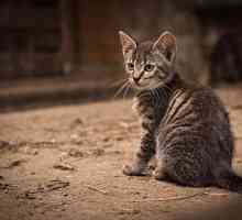 बिल्लियों में ल्यूकेमिया - लक्षण, उपचार और संक्रमण के कारण