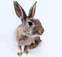 खरगोशों में Myxomatosis - लक्षण और रोकथाम
