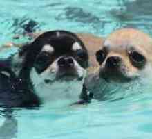 तैरना कुत्तों के लिए एक उत्कृष्ट अभ्यास है