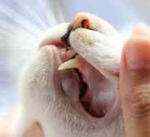 बिल्लियों में दांतों का नुकसान