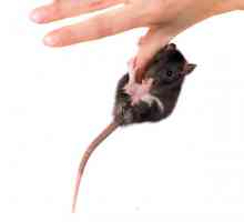 एक पालतू जानवर के रूप में चूहा