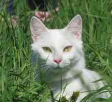 सफेद बिल्लियों में बहरापन - ऐसा क्यों होता है
