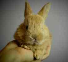 खरगोशों में अंगूठी - संदूषण और उपचार