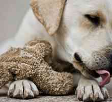 लैब्राडोर कुत्ता: बुद्धिमान, ऊर्जावान और परिचित