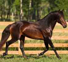 घोड़ों में लमीनाइटिस - लक्षण, उपचार और रोकथाम