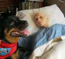 बुजुर्गों के लिए अल्जाइमर के साथ थेरेपी कुत्तों