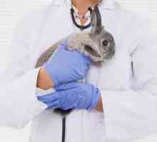 सेविले में विदेशी जानवरों का सबसे अच्छा पशु चिकित्सा क्लीनिक