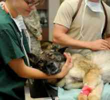 मैड्रिड में 24 घंटे का सबसे अच्छा पशु चिकित्सा आपातकालीन क्लीनिक
