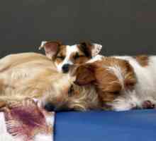 मैड्रिड में कुत्तों के लिए सबसे अच्छा दिन देखभाल केंद्र - कुत्तों के लिए दिन की देखभाल