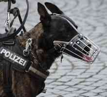 सबसे अच्छा पुलिस कुत्ता नस्लों