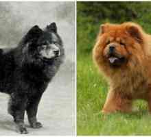 कुत्ते नस्लों, पहले और बाद में