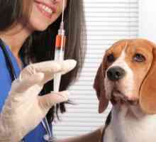 अधिक बार कुत्तों में बाद में टीकाकरण प्रतिक्रियाएं