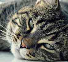 बिल्लियों में लीशमैनियासिस - लक्षण और उपचार