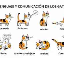 बिल्लियों की भाषा और संचार