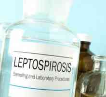 लेप्टोस्पायरोसिस: लक्षण, संक्रमण और उपचार
