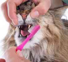 मेरी बिल्ली के दांत साफ करो