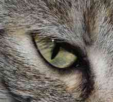 एक बिल्ली की आंखों की सफाई