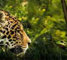 अमेज़ॅन के 11 सबसे खतरनाक जानवरों