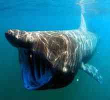 दुनिया में 5 सबसे बड़े समुद्री जानवर