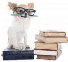 दुनिया में 5 सबसे बुद्धिमान कुत्तों